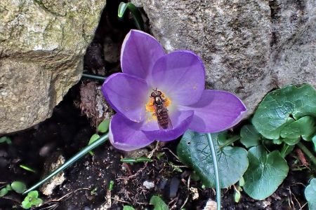 Šafrán jarní, Botanická zahrada Na Slupi
